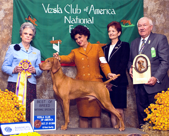 Kennel sales club vizsla